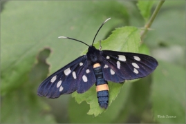 <p>BĚLOSKVRNÁČ PAMPELIŠKOVÝ (Amata phegea) jižní Morava ---- /Nine-spotted moth - Weißfleck-Widderchen/</p>